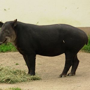 Baird's Tapir