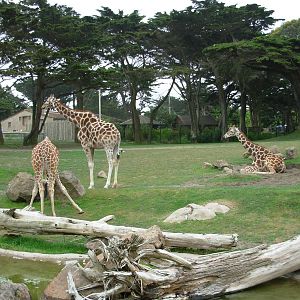 Giraffe Exhibit