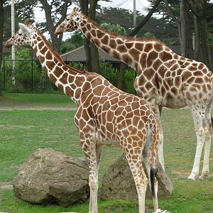 Giraffes