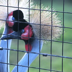 Crowned Cranes December 2013