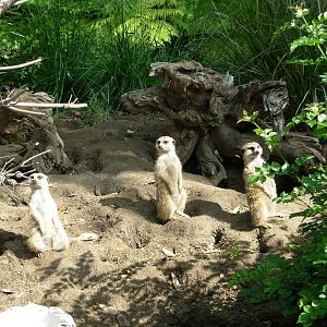 Meerkat Exhibit