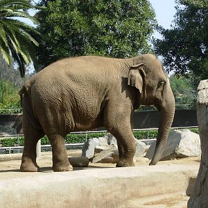 Asian Elephant
