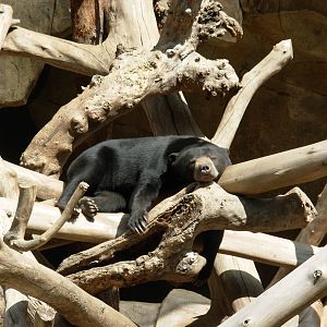 Sun Bear