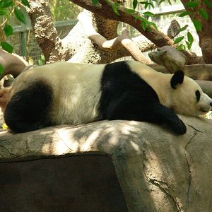 Giant Panda