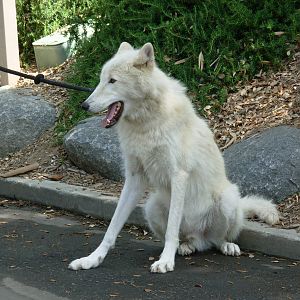 Wolf (On Leash)