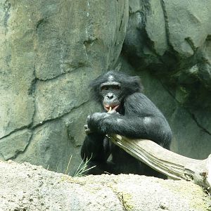 Bonobo