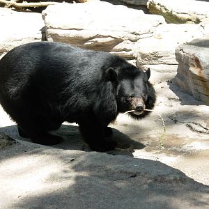 Asiatic Black Bear