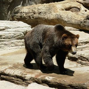 Grizzly Bear