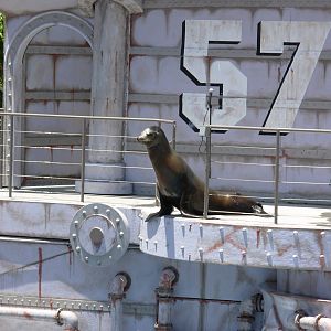 California Sea Lion