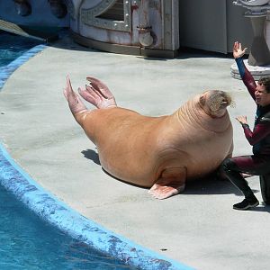 Walrus + Trainer