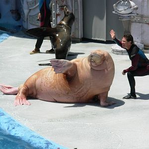 Walrus + Trainer