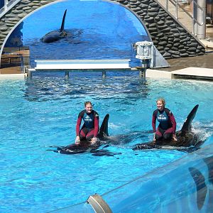Orcas + Trainers Interacting In Water (no longer allowed)