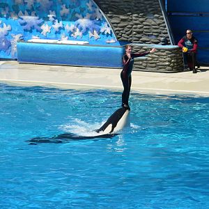 Orca + Trainer Interacting In Water (no longer allowed)