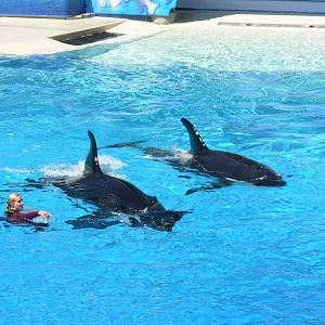 Orcas + Trainers Interacting In Water (no longer allowed)
