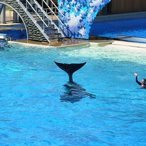 Orca + Trainer Interacting In Water (no longer allowed)