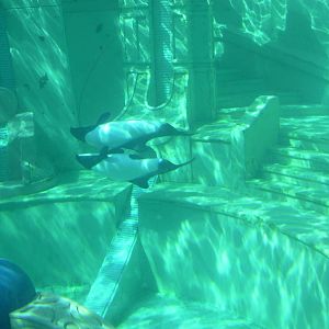 Commerson's Dolphins (swimming upside down)