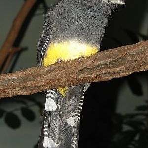 Trogon viridis / White-tailed Trogon (female)