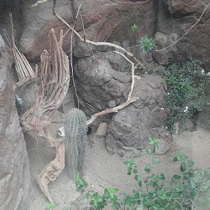 Sonora Desert - Desert Birds