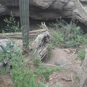 Sonora Desert - Collared Lizard/Desert Iguanua