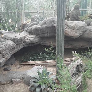 Sonora Desert - Collared Lizard/Desert Iguanua