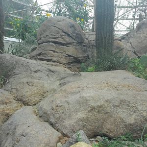 Sonora Desert - Rocks and Plants