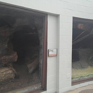 Sonora Desert - Ocelot