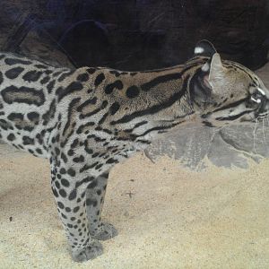 Sonora Desert - Ocelot