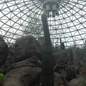 Sonora Desert - Interior