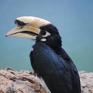 Oriental Pied Hornbill