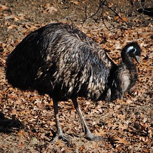 Emu