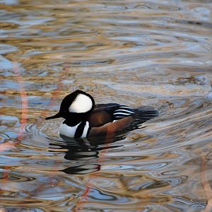 Hooded Merganser