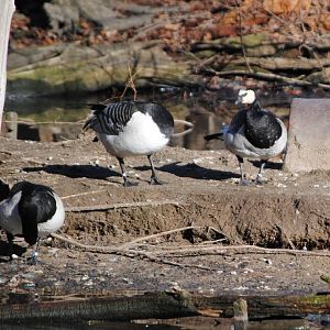 Barnacle Geese