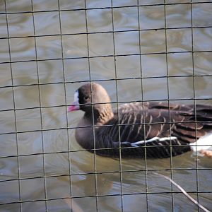 Lesser White-Fronted Goose
