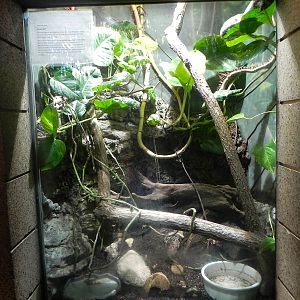 Coconut Crab exhibit