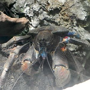 Coconut Crab