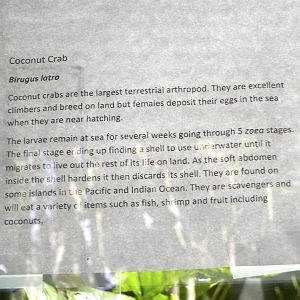 Sign on the coconut crab exhibit