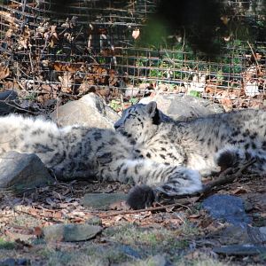 Snow Leopards