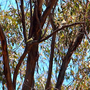 Pair of parrots from Bendigo