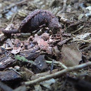 Brookesia minima