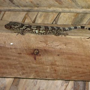 Blaesodactylus antongilensis