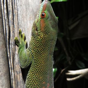 Giant madagascar day gecko