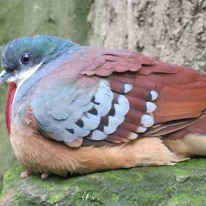 Bleeding Heart Dove 2011