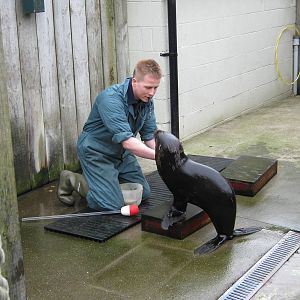 Target training young fur seal 2011