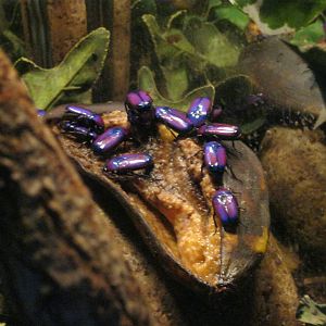 Metallic Fruit Beetles 2011