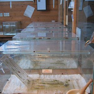 Partula Snail breeding station 2011