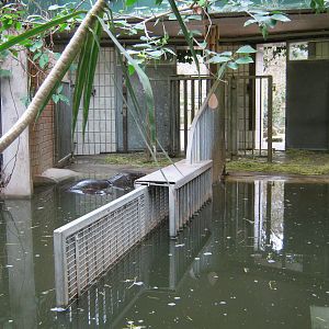 Pygmy Hippo House 2011