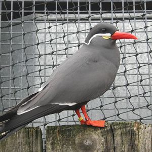 Inca Tern 2011