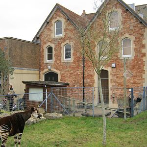 Old Giraffe/Elephant House behind Okapi 2011