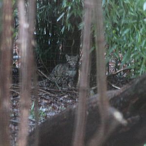 Clouded Leopard Cub - 1st January 2014