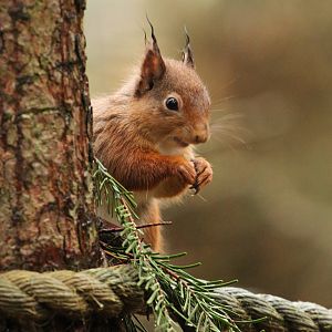 Red Squirrel